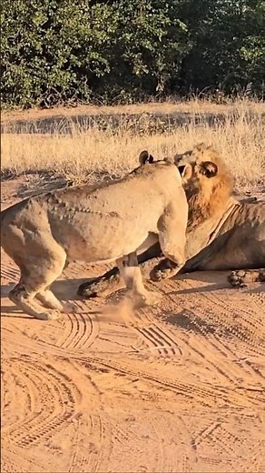 Lions Mating Up Close Intense Wildlife Encounter in Kruger Park. #safari #wildlife #photography