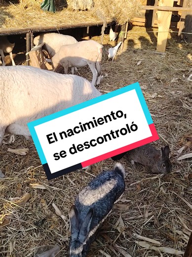 Los animalitos poniendo el desorden. El nacimiento, se descontroló. #navidad #nacimiento #pesebre #borregos #conejo
