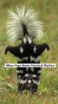 Ever wonder what makes skunks so unique? #wildlifeeducation