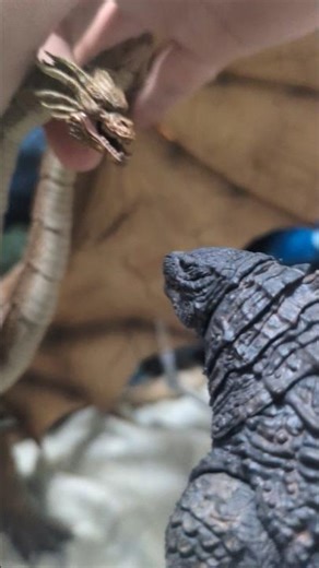 Godzilla's hunt for Anguirus #monsterverse #godzilla #anguirus