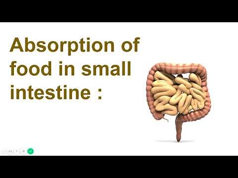 Absorption of food in small intestine ( Part 4 ) :