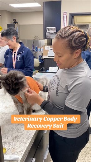 One of many important tools used here at WAH, copper body suits help reduce swelling & stop bacteria growth after surgery! ❤️🩺 #veterinarian #animalhospital #fyp #veterinarymedicine #vettech #vetmed #michigan #healthypets | Woodhaven Animal Hospital