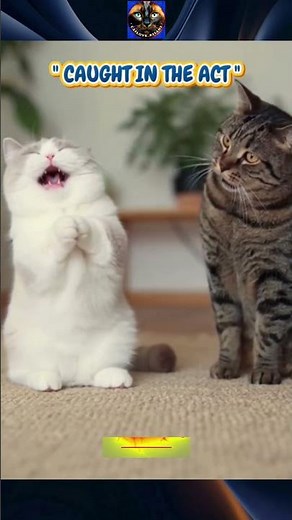 Feline Fiasco: Cheating Kitty Caught in the Act! #catlovers #funnypets #animaldrama