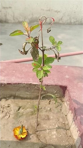 Tulsi ka tree