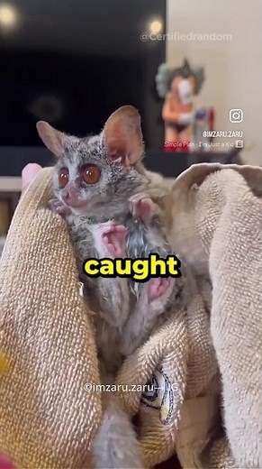 Living With a Bushbaby Is Pure Joy 😍🏡