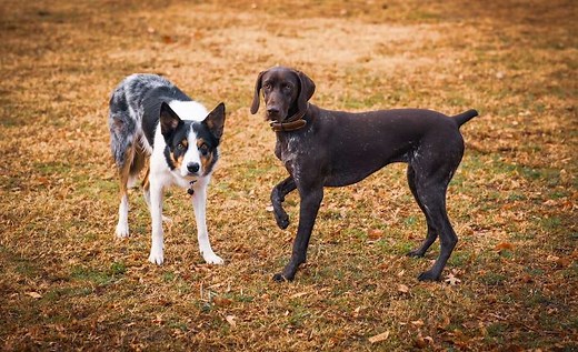 Purebred vs Mutt: Are Mixed Breed Dogs Healthier?