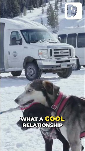 What's The Lifecycle of Sled Dogs?