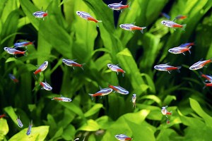 Neon Tetra Care: Expert Guide For Aquarists | Fishkeeping World