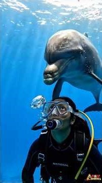 This Dolphin Refused To Leave...Then We Saw The Hook 🐬💔 #animalrescue #dolphinrescue #oceanrescue