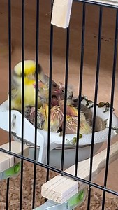 March 2025 #birdbreeding #canarybreeder #glostercanary #canarylife #canaryeggs | James D Glosters