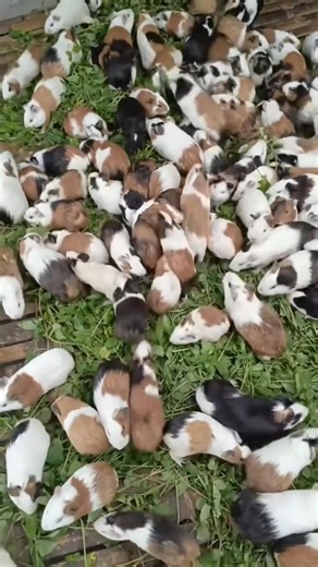 GUINEA PIGS FARMING #guineapigs #farming #guineapiglove | Farmwell