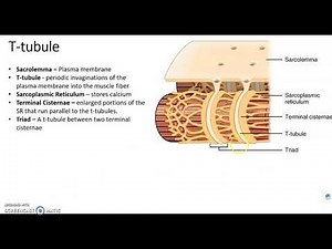 Chapter 10D - Muscle Tissue - EC Coupling