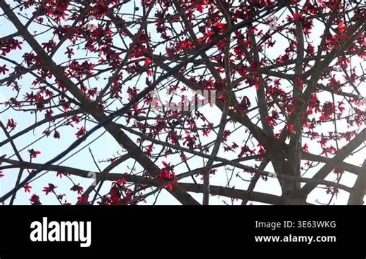 Low-angle view of dense silk cotton tree (Bombax ceiba) branches covered with vibrant red blossoms against a clear sky. Sunlight filters through the overlapping branches, creating a rich natural pattern and highlighting the beauty of spring Stock Video Footage - Alamy