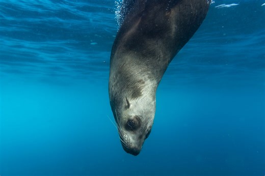 Deep-sea champion: the 4-tonne elephant seal that plunges kilometres beneath the waves