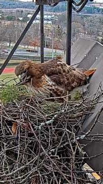 Big Red Works On The Cornell Hawks Cam Nest Bowl As Egg Laying Approaches