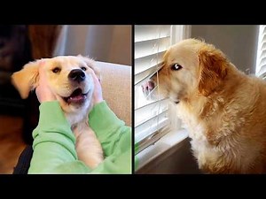 Funniest Golden Retriever Videos