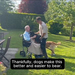 59K views · 2K reactions | Dogs Visit their sick Grandad in Care Home (emotional) | The Golden Kobe Family | Facebook