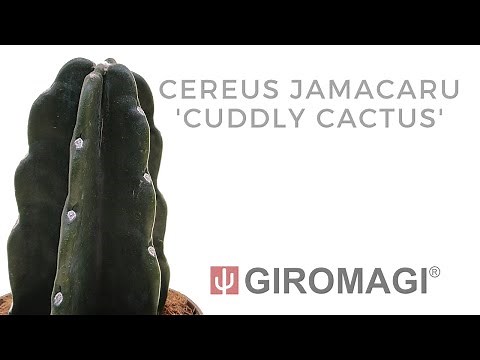 Cereus jamacaru 'Cuddly cactus'