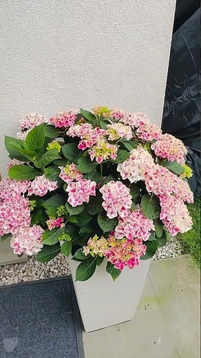 Hydrangea macrophylla #ortensia#hortensias#fiori#flores#flowers#garden