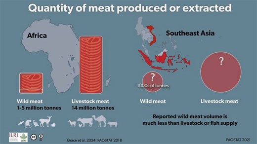 #DidYouKnow? Wildlife farming is intrinsically high in risk, low in animal welfare, and deleterious for biodiversity: it is unlikely to be safe or sustainable. Domesticated animal farming is an attractive alternative, especially in Africa. Shifting cultural attitudes towards non-consumptive use is also attractive, especially in Southeast Asia. Community engagement is crucial to the sustainable management of wild meat resources. Approaches for improving food safety in informal markets can be exte