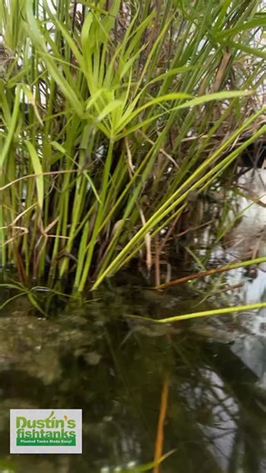 WE HAVE AXOLOTL EGGS! How do we get them to hatch? Have you ever raised BABY AXOLOTLS? WOW!! They are all over this tank. TANK ON! Follow us! @DustinsFishTanks https://linktr.ee/dustinsfishtanks #axolotl #axolotleggs #babyaxolotls | Dustin's Fishtanks