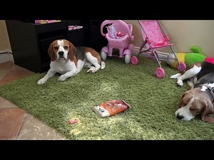 This is Why Every Beagle Needs a Child Best Friend.