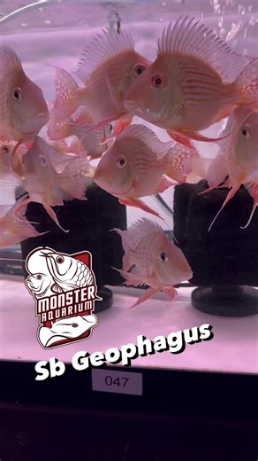 @monsteraquarium www.monsteraquariumonline.com #geophagus #heckliigeophagus #geophagustank #southamericancichlid #cichlidfish #cichlidtank #monsteraquariumonline #monsteraquariumon9 | Monster Aquarium Inc.