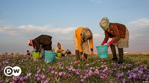 Safran-Anbau im Iran