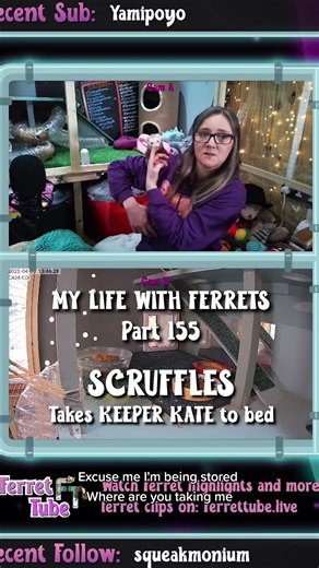 My Life With Ferrets - PART 155 BEDTIME MUMMY. Join me every day as I take on looking after ferrets for the first time. #ferretsoftiktok #ferret #featureme #fyp #wholesome #mylifewithferrets