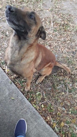 My little jimmy being jimmy… :3❤️ #dogs #belgianmalinois