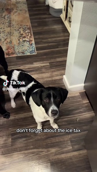 DONT FORGET THE ICE TAX #icetax #dogs #dogsoftiktok