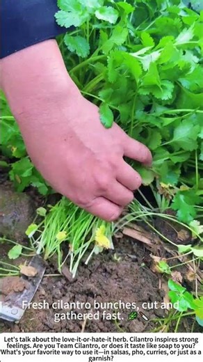 The Swift Harvest: Hand-Cutting Fresh Cilantro 🌱🧑🌾