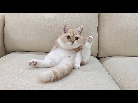 去勢後に自分のタマタマが無いと気づいてしまった子猫がこうなりました…