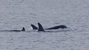 Embrace the elements and experience life on Orkney's coastline 🌊 😍 Join local wildlife filmmaker Raymond Besant Photography & Film as he explores the island shores 🎥 | orkney.com