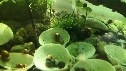 苹果螺缺钙怎么办，只要这样做就对了