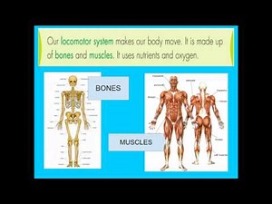LOCOMOTOR SYSTEM