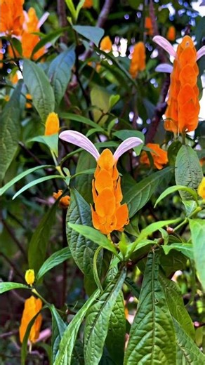 Cinematic Pachystachys lutea (bunga lilin emas) #cinematic #nature #newbie #bunga #flowers