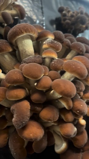 Pioppino #pioppino #грибы2025 #mushrooms | Ольга Орехова