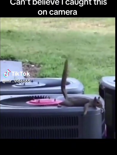 When the AC unit turns into a poop catapult… direct hit! 🐿️💥💩 #SquirrelFails #ACDrama #NatureComedy #ViralAnimals