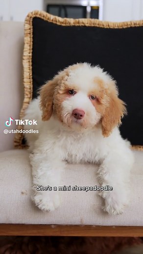 Meet Polly: The Adorable Sheepadoodle Ready for Adoption!