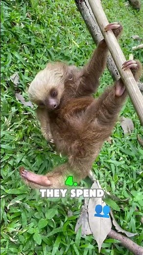 5 Sloth Facts That’ll Blow Your Mind!💤🌿 #youranimals #facts