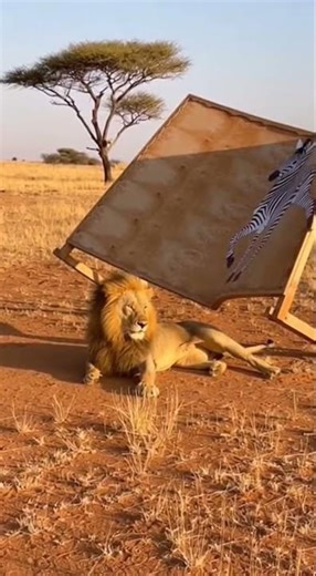 Dramatic Lion Encounter: Lion Takes Down Fake Zebra!
