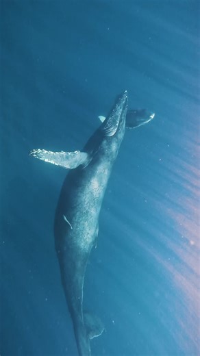 海の生物の神秘：クジラの世界と自由な生活