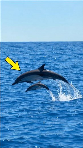 Dolphins have an intelligence you didn't know about 🤯 #animals #nature