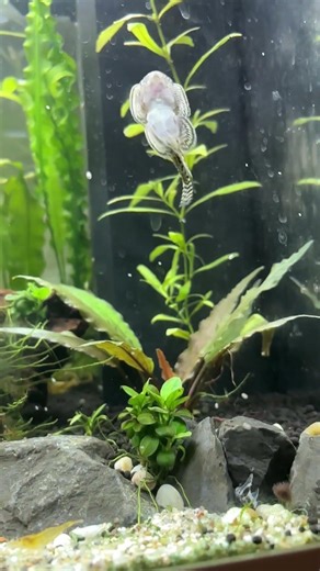 Alien dancing? #aquarium #aquaticanimals #fish #loach #dance #animaldance #funny #cuteanimals #slomo