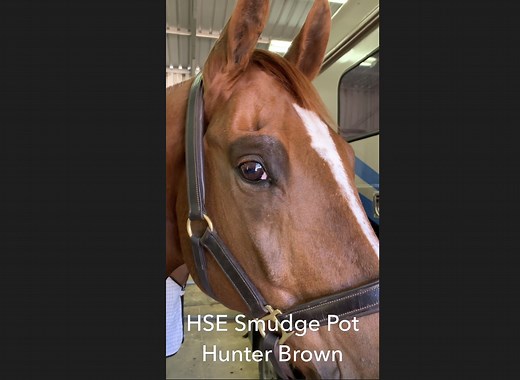 How To Put Makeup On A Horse - Eyes | Nags to Riches