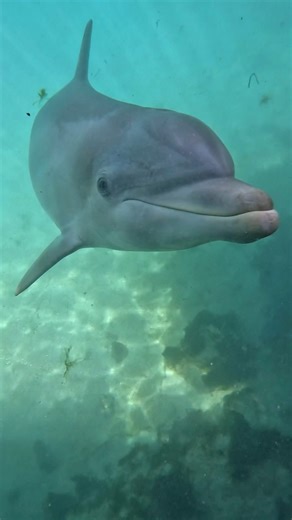 3.2K views · 40 reactions | Can you guess which dolphin this is shaking their head? Sometimes we just need to wiggle to the music when the @gopro is on!   #dolphin #dolphins #cetaceans #reels #dolphins #marinemammals | Dolphin Quest | Facebook