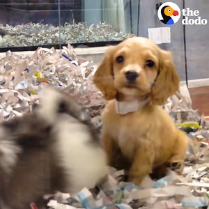 51M views · 2.9K reactions | If everyone saw this, no one would ever buy a dog at a pet store (via Dodo Impact) | NowThis | Facebook