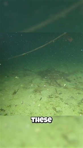 This Flat Sea Monster Actually Walks On Two Legs!