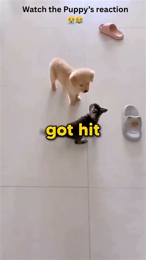 Cat Scares Puppy… and His Reaction Is PURE DRAMA 😂🐶🐱